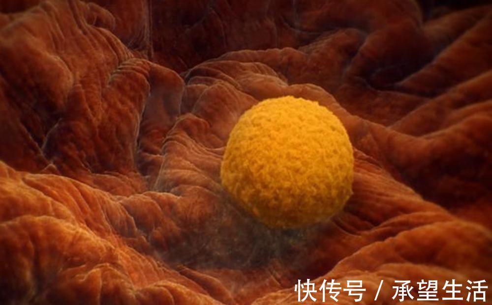 生命|怀孕过了这月，腹中宝宝才算上个真正的“胎儿”，有了生命的意义