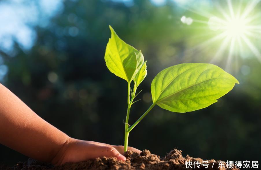种水|养花不能用的3种土、4种水,不利于花卉生长,啥花都养不久