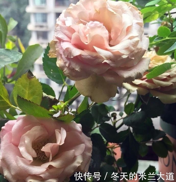 有机营养液|姑娘,其实你养月季的方法一直都是错误的,99%的人都不知道