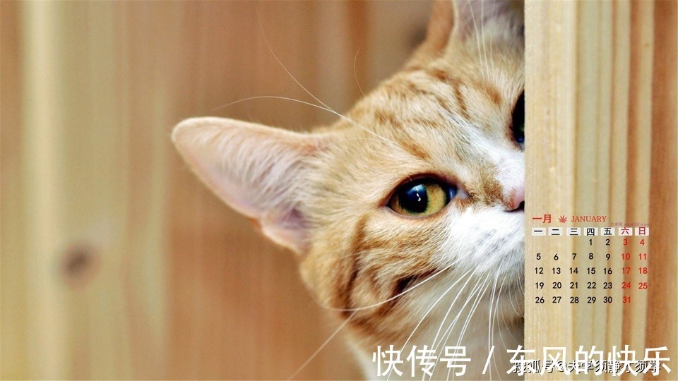 |幽默笑话:闺女对我说道:妈妈,你跟爸爸闹离婚不是为了这个家伙吧!