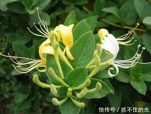 金银花|口干、口苦、口臭,肝火旺,用它泡水喝,三天见效