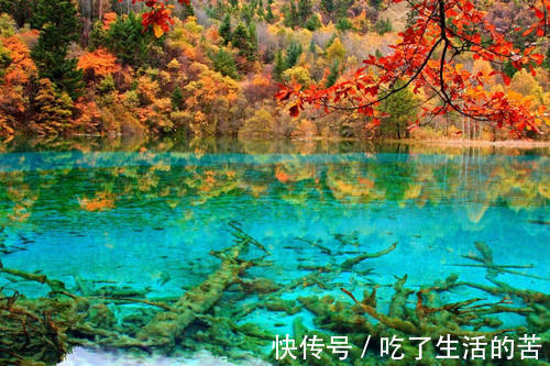 红叶|到这些地方感受秋天的美景！