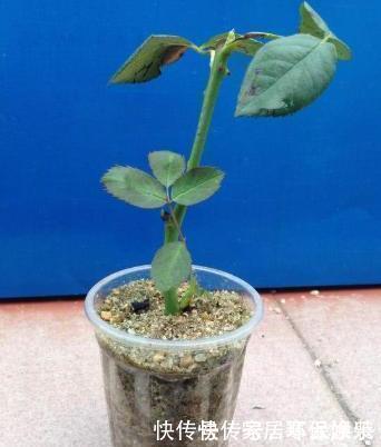 不会扦插月季花,小花匠教你个“小窍门”,2周长满根,100成活