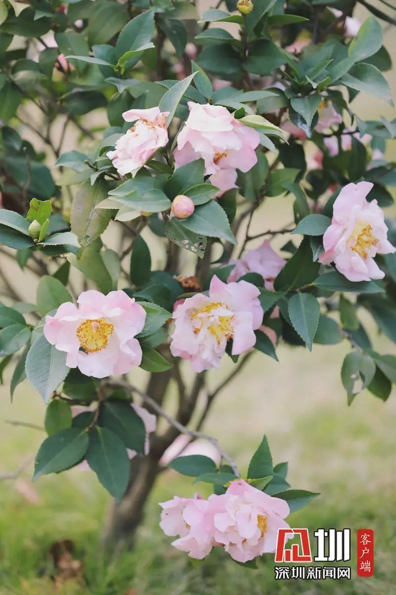 走，一起来看深圳的“花花世界”