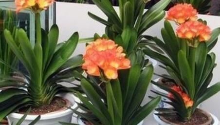 君子兰小苗这样养,叶多、翠绿肥厚,根系足,一年就能养开花