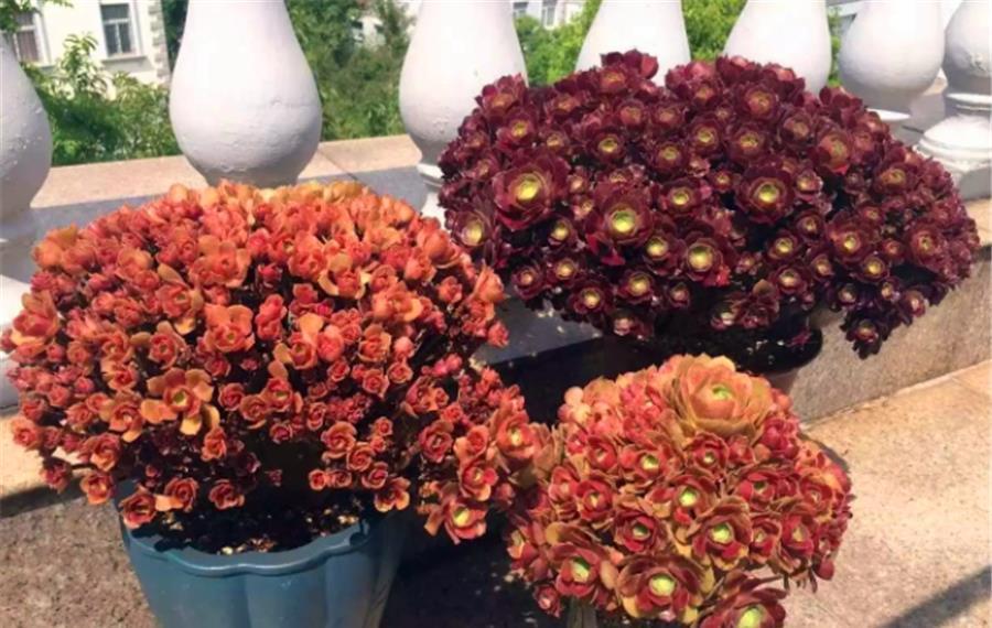 修剪|养了3年的多肉法师,狠心做了3件事,反而快速爆出一圈头