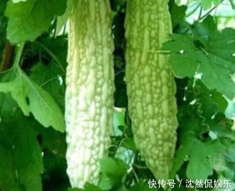 木耳|3种食物,每天坚持吃,越吃越瘦,刮油降脂,体重慢慢降下来