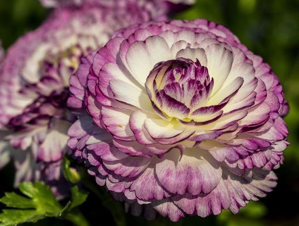 最适合新手养的几种花,沾土就活,给点阳台就灿烂,漂亮大气!