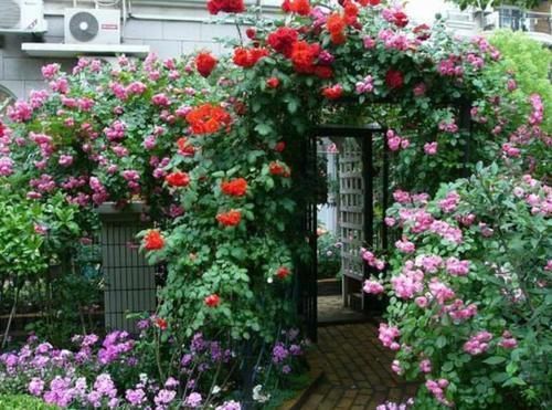 做法|去闺蜜家发现,院子里没有一处空地,遍地是花卉,做法好高级