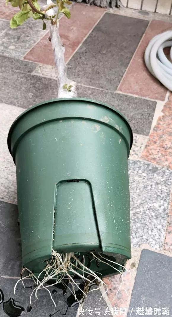 盆边|3种药片养花有“奇效”，浇水溶1片，叶绿根壮，比花肥厉害