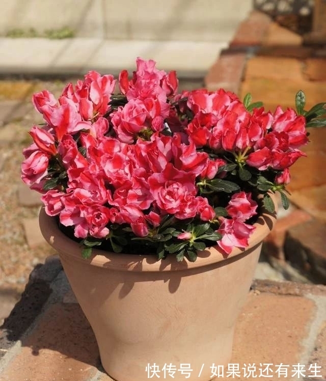 想养好杜鹃,配好土,养好根是关键,别再问为啥掉花掉叶了