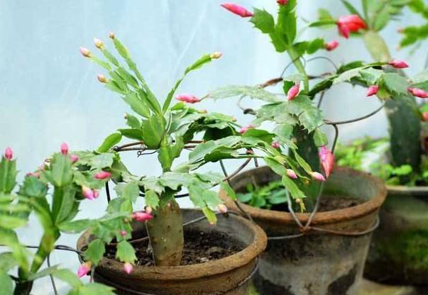 3种脾气很古怪的花,花盆越小长得越好,养护的人要注意