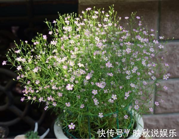 丝石竹|此盆栽漂亮又好养，扔进土里就能活，阳台养一株，年年开花爆盆