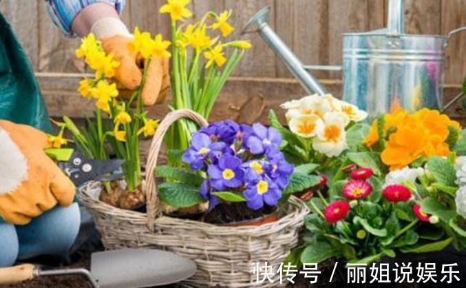 盆栽花卉什么时候换盆好,盆栽花卉换盆有哪些注意事项