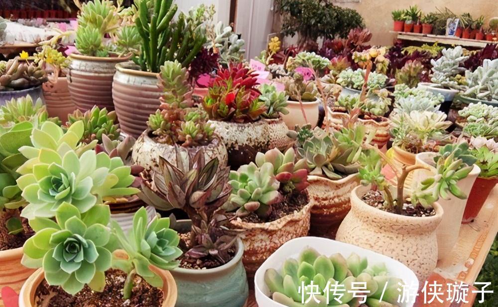 根系|7种大盆栽,冬天正“虚弱”,赶紧断水,多浇一杯水,灌死一大片