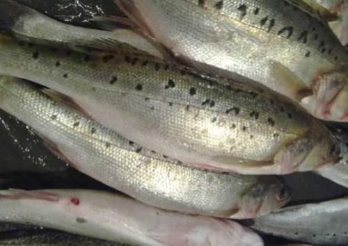挑选鲈鱼|买鲈鱼时,不要看大小挑选,学会这几招,老板一看你就是行家