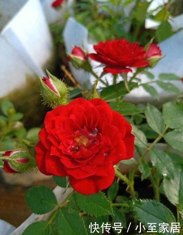 香气|3种有趣的“月季花”,不仅勤花,还带有香气,花开不停