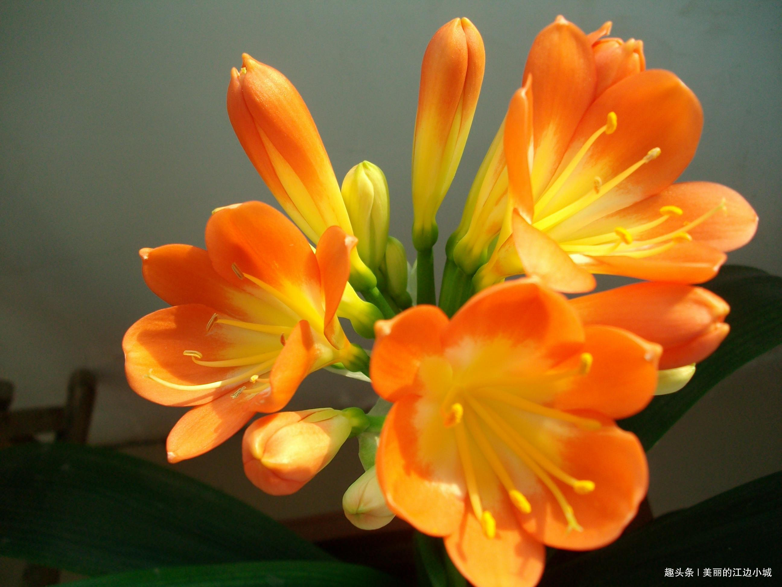 养花浇水加点“这”,3天黄叶变绿叶,枝叶粗壮,花开爆盆!