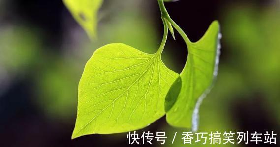 食物|脾生病,人就废一半!脾胃虚不虚看嘴就知道,7种现象,要补脾了