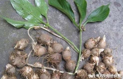 常长在玉米地,有很强毒性不能生吃,20年前很多人挖它挣学费