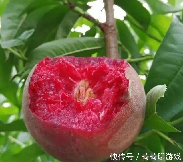 一个重达半斤,富含花青素,果肉鲜红剔透,比荔枝还好吃