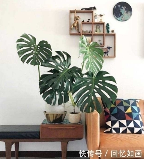 细菌|3种“细菌”最讨厌的植物,家里种几盆,家人少生病,身体更健康