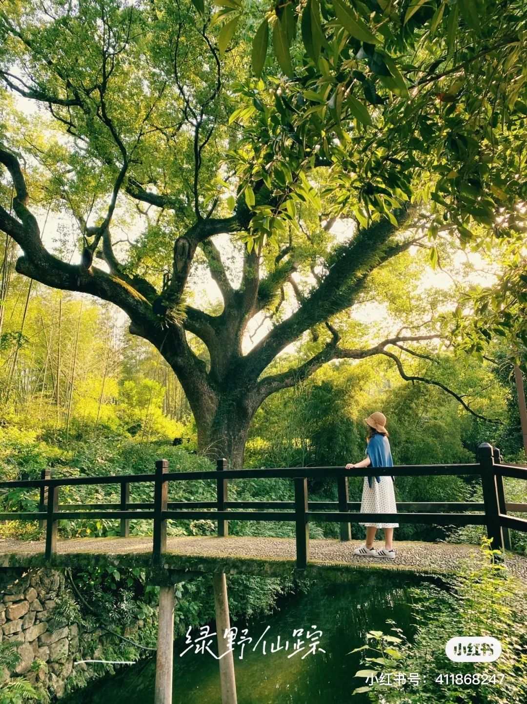 炎炎夏日来啦！赏花、观景、饮茶……带你觅夏凉！