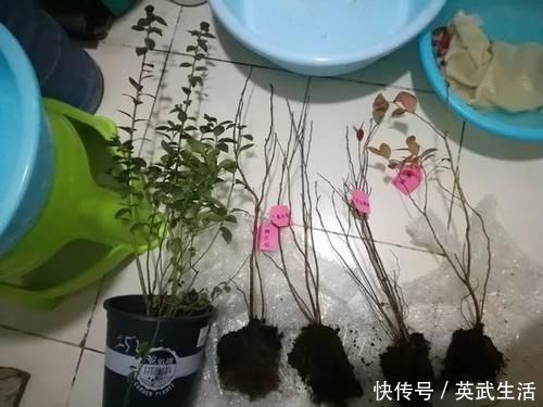 落花落蕾|7种花冬天要“春化”，必须冻满1个月，不然落花落蕾不开花！