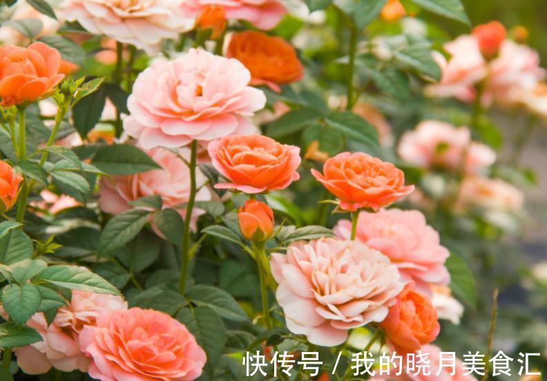 冬季仍然花开满园的果汁阳台,像阳光一样温暖,散发着淡淡的香气