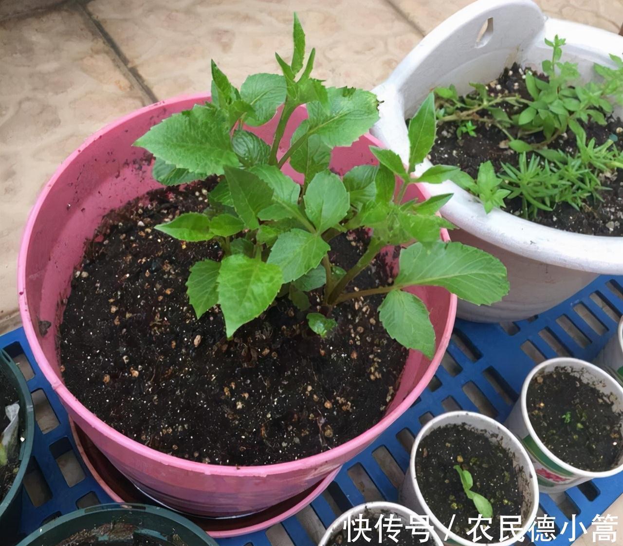 大红色|露台、小院可养一种花,花比碗口大花色鲜艳,开不停