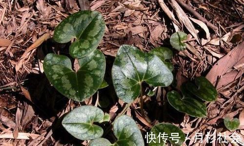 咳嗽|头痛感冒痰多咳嗽，用此种野草药煎水喝，可以清肺化痰活血止痛