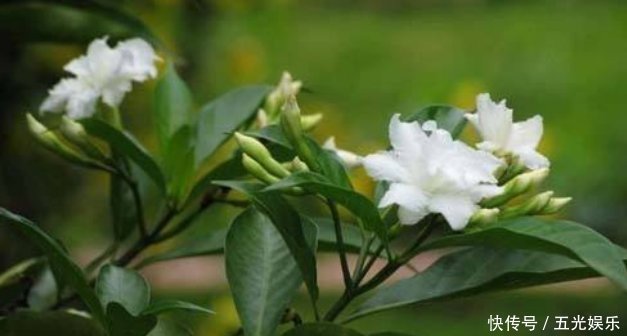 逛花市碰到5种花,不要有顾虑,什么季节都能买,它们是真好养