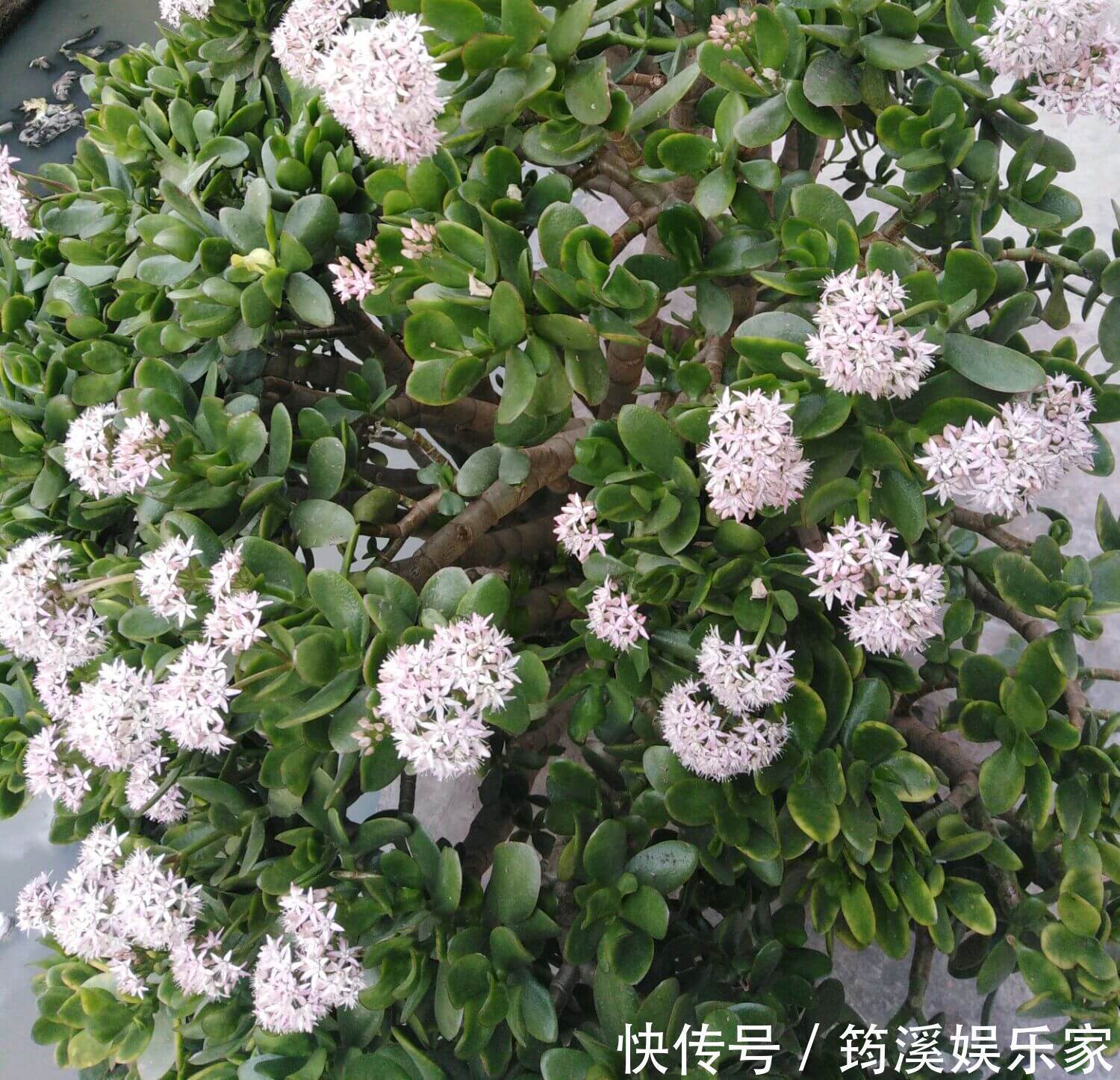 夏季|高温多湿的夏季怎么养护多肉植物玉树盆栽防止掉叶,注意4点