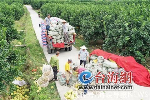 仙游|拼多多公益直播间“搬进”柚子林 仙游副县长助农直播带动文旦柚销量上涨368%