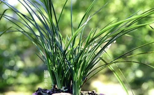 植料|兰花多久换一次土?3个原因是关键,壮苗促蕾在于勤