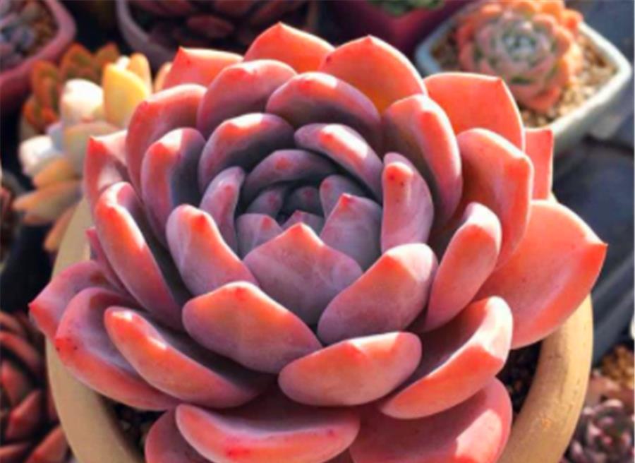 夏季|叶插的多肉有“3怕”,难怪夏季成片死亡,学会了安全度夏根系壮