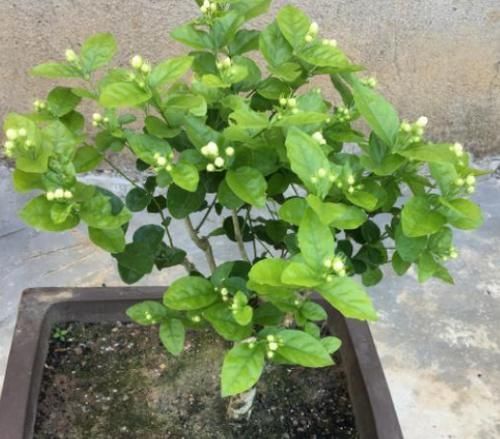 盆栽|浇这几样水溶液,居家盆栽茉莉,无需担心开花少的问题