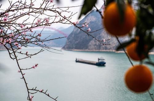 好一幅天然水粉画！碧水绕青山，桃红映橙黄，春到三峡，这边风景独好