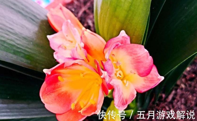 夏季得轻养君子兰，不能太强势，不然烂根黄叶