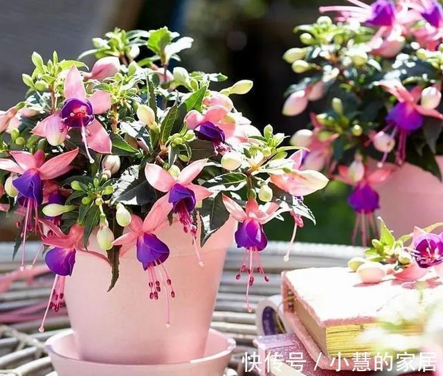 公认的“12种耐阴花”，有点散光就能长，花叶俱美有格调