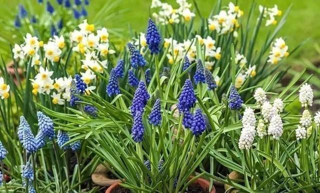 种植|秋天来了,最适宜种植的鳞茎类花卉你有种植吗