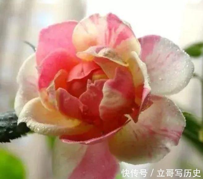 切花玫瑰|此4款花很好养活,花量超多,花期半年,能给你一片花海