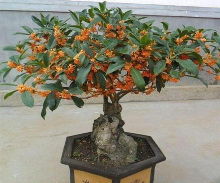 此款|家里阳台养此款花,新手也能养爆盆,花香四溢飘满屋