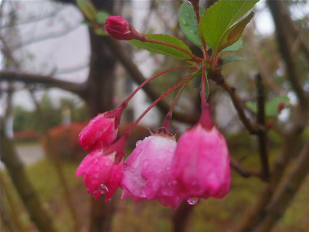 老年|美丽吉安:海棠花开 春色这边独好
