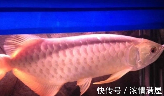 回家|男子花1万元买金龙鱼，回家鱼不见了！得知真相却蒙了！