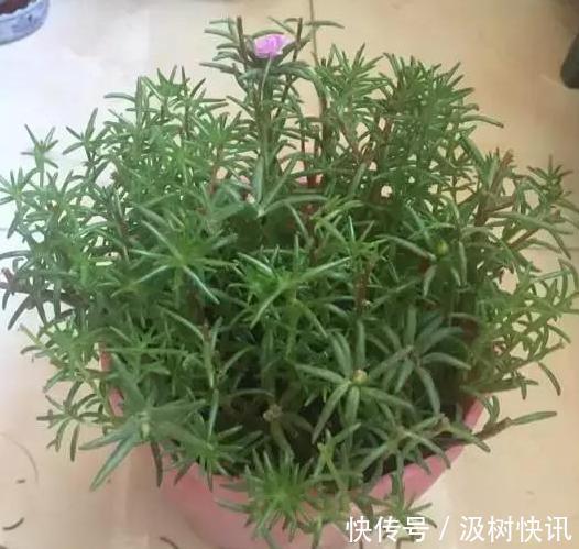 夏季养花，首选这些不怕晒，不怕旱的花卉，养着省心、看着养眼