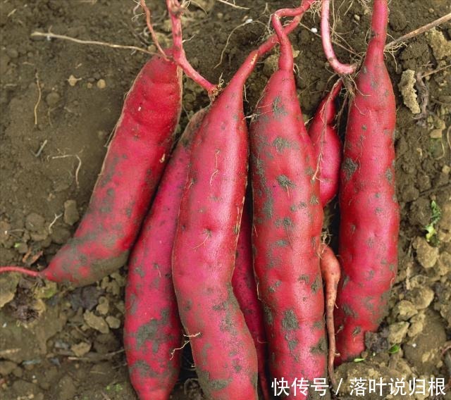 蒸红薯时，直接上锅蒸就错了，牢记4点技巧，红薯软糯香甜糖汁多