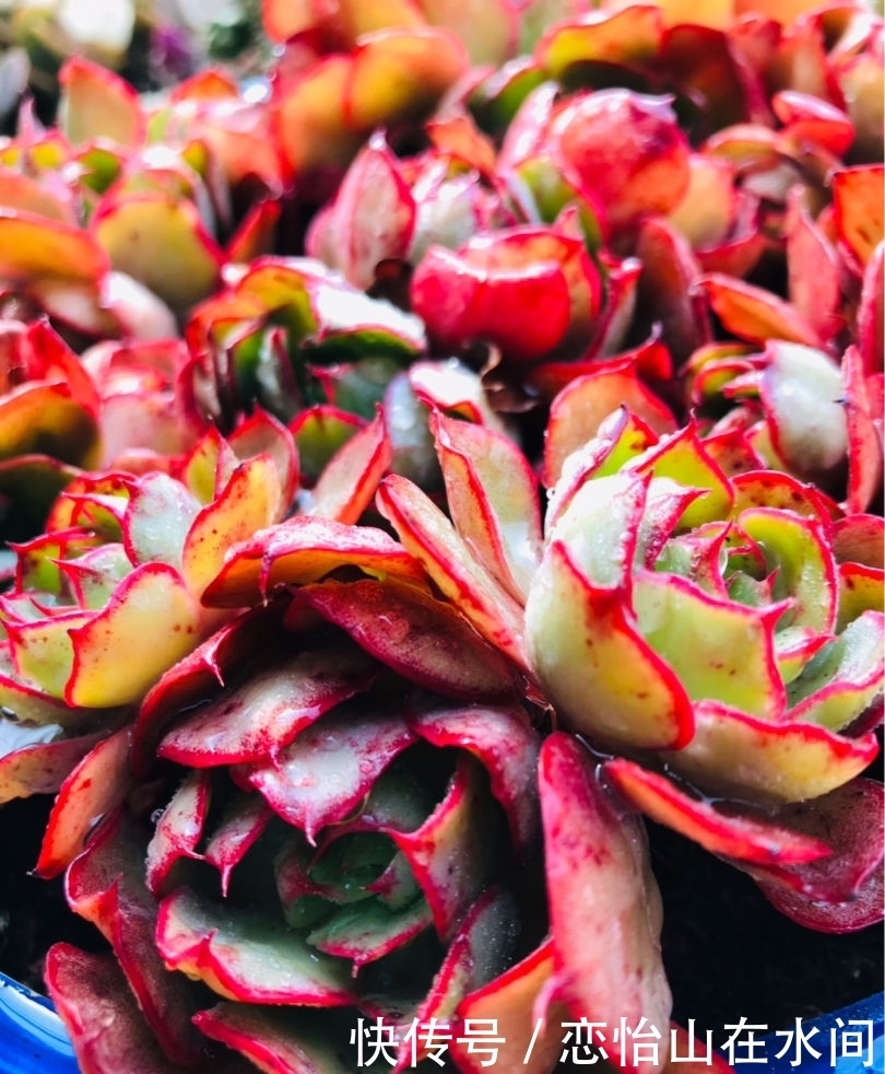 多肉不想“夏必死”,现在就要做准备,不然夏天只剩下空盆