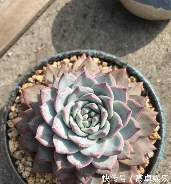 养好多肉很容易,工地挖点河沙,纯河沙也能养多肉,根系超发达