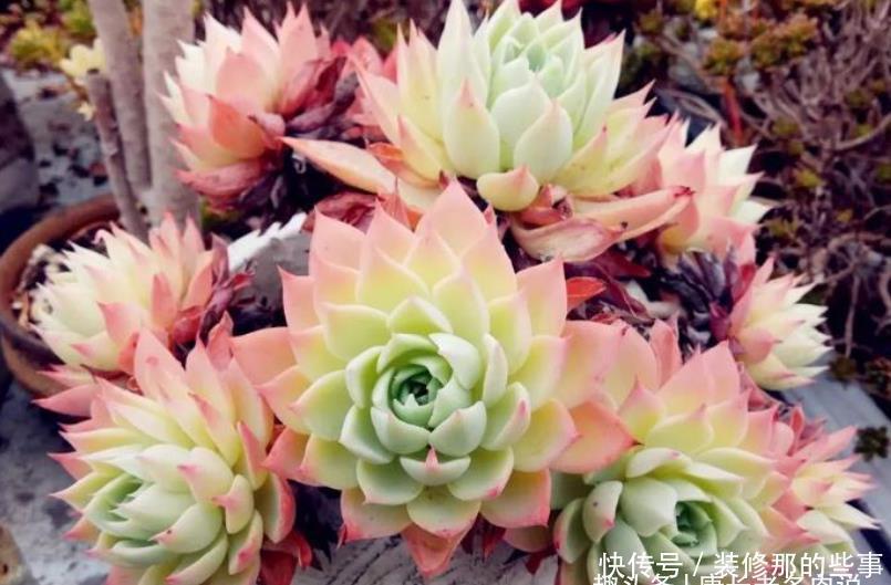 老桩|喜欢多肉三色堇的肉友很多,但你知道怎么给它配土和养护吗?